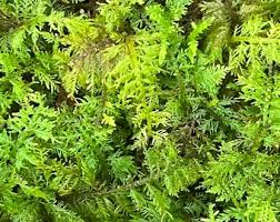 Attēlu rezultāti vaicājumam “Thuidium delicatulum”