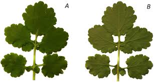 Image result for Chelidonium majus