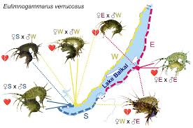 Attēlu rezultāti vaicājumam “Lycogala persicum young”