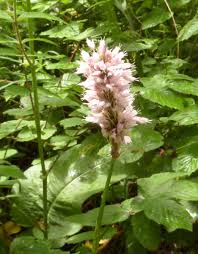 Attēlu rezultāti vaicājumam “Bistorta major flower”
