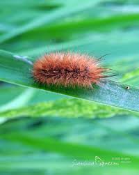 Attēlu rezultāti vaicājumam “Phragmatobia fuliginosa imago”