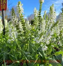 Image result for Salvia nemorosa