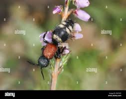 Attēlu rezultāti vaicājumam “Mutilla europaea”