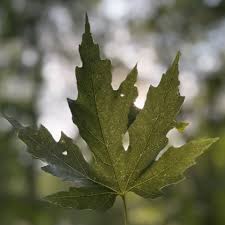 Attēlu rezultāti vaicājumam “Acer saccharinum leaf”