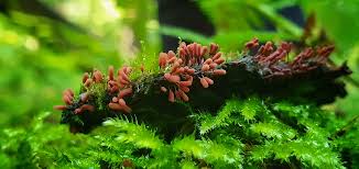 Attēlu rezultāti vaicājumam “Arcyria, Heterotrichia sp.”