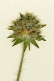 Image result for Knautia arvensis