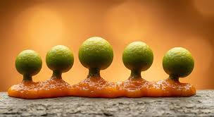 Attēlu rezultāti vaicājumam “Physarum sulphureum macro”