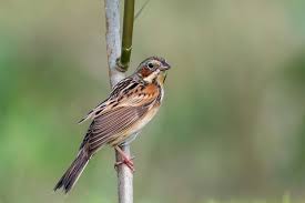 Image result for Emberiza fucata