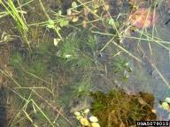 Attēlu rezultāti vaicājumam “Najadaceae”