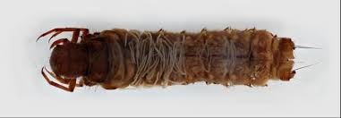 Attēlu rezultāti vaicājumam “Limnephilus larva”