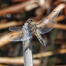 Attēlu rezultāti vaicājumam “Libellula quadrimaculata”