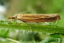 Attēlu rezultāti vaicājumam “Agriphila tristella”