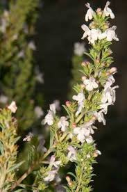 Image result for Satureja hortensis