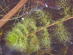 Attēlu rezultāti vaicājumam “Utricularia vulgaris”