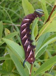 Attēlu rezultāti vaicājumam “Capsodes gothicus imago”