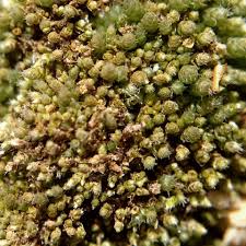 Attēlu rezultāti vaicājumam “Bryum funkii macro”