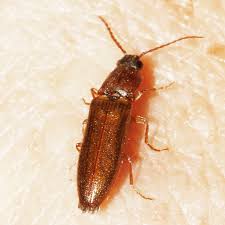 Attēlu rezultāti vaicājumam “Athous sp.”