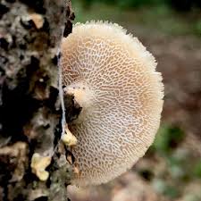 Attēlu rezultāti vaicājumam “Polyporus tuberaster”