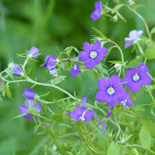 Image result for Legousia speculum-veneris