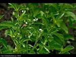 <b>Stevia</b>.