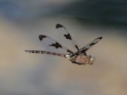 Attēlu rezultāti vaicājumam “Cordulidae”