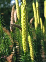 Attēlu rezultāti vaicājumam “Lignydium muscorum”