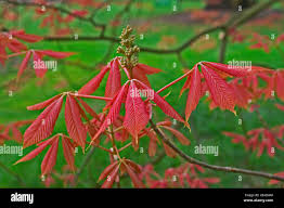 Attēlu rezultāti vaicājumam “Aesculus x neglecta”