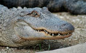 Image result for Alligator mississippiensis
