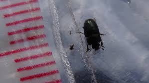 Attēlu rezultāti vaicājumam “Meligethes sp.”