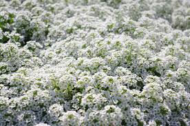 Image result for Alyssum diffusum