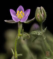 Attēlu rezultāti vaicājumam “Spergularia marina leaf”