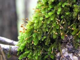 Attēlu rezultāti vaicājumam “Hypnum cupressiforme sporophyte”