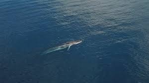 Image result for Balaenoptera omurai