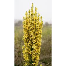Attēlu rezultāti vaicājumam “Verbascum densiflorum flower”