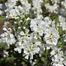 Attēlu rezultāti vaicājumam “Exochorda giraldii var. wilsonii”