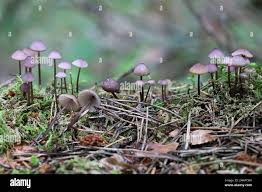 Attēlu rezultāti vaicājumam “Mycena purpureofusca”