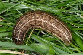 Attēlu rezultāti vaicājumam “Tholera cespitis”