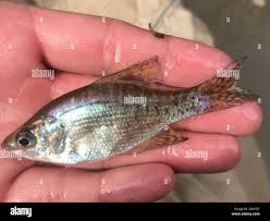 Image result for Pomoxis annularis