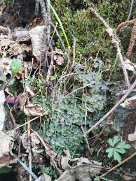 Attēlu rezultāti vaicājumam “Pellia epiphylla sporophyte”