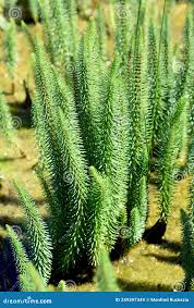 Attēlu rezultāti vaicājumam “Hippuris vulgaris leaf”