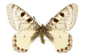 Attēlu rezultāti vaicājumam “Parnassius mnemosyne underside”