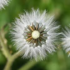 Attēlu rezultāti vaicājumam “Senecio viscosus flower”
