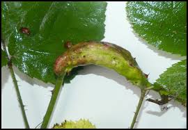 Attēlu rezultāti vaicājumam “Diastrophus rubi”