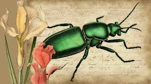 Attēlu rezultāti vaicājumam “Cicindela sylvatica imago”