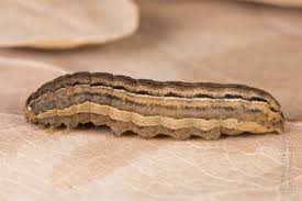 Attēlu rezultāti vaicājumam “Mythimna sp.”