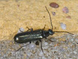 Attēlu rezultāti vaicājumam “Dasytes caeruleus”