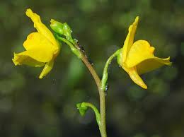 Attēlu rezultāti vaicājumam “Utricularia vulgaris flower”