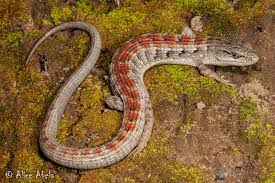 Attēlu rezultāti vaicājumam “Crocallis elinguaria imago”