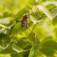 Attēlu rezultāti vaicājumam “Betula alleghaniensis”