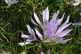Attēlu rezultāti vaicājumam “Colchicum szovitsii subsp. szovitsii flower”